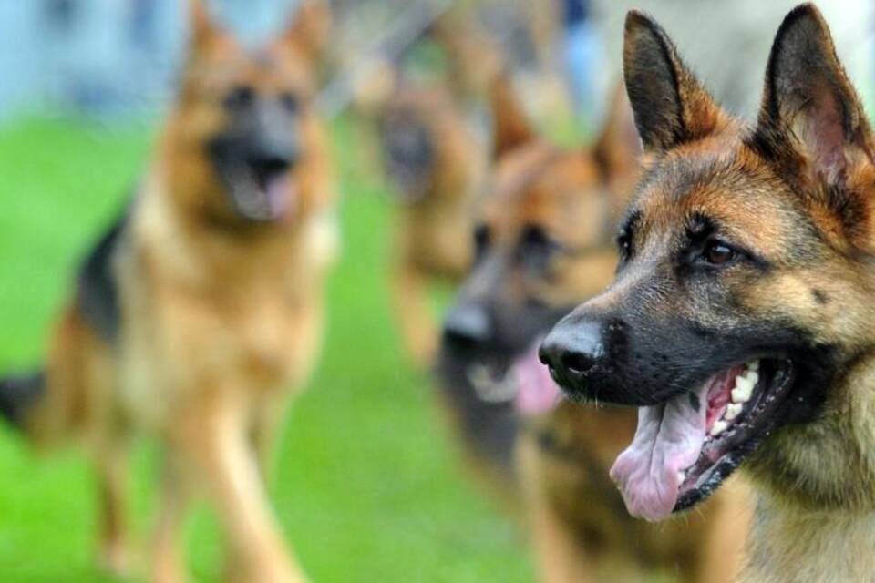 Schäferhunde Schäferhunde