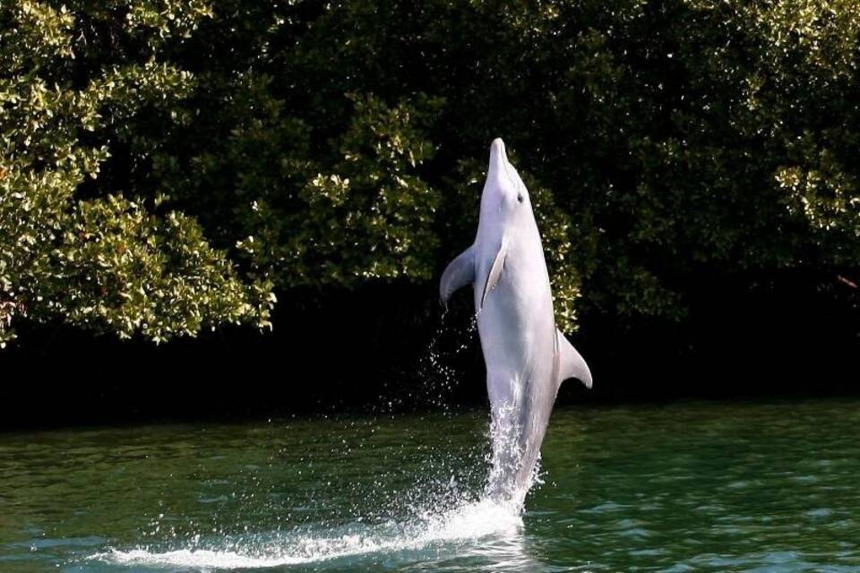 Delfin Delfin