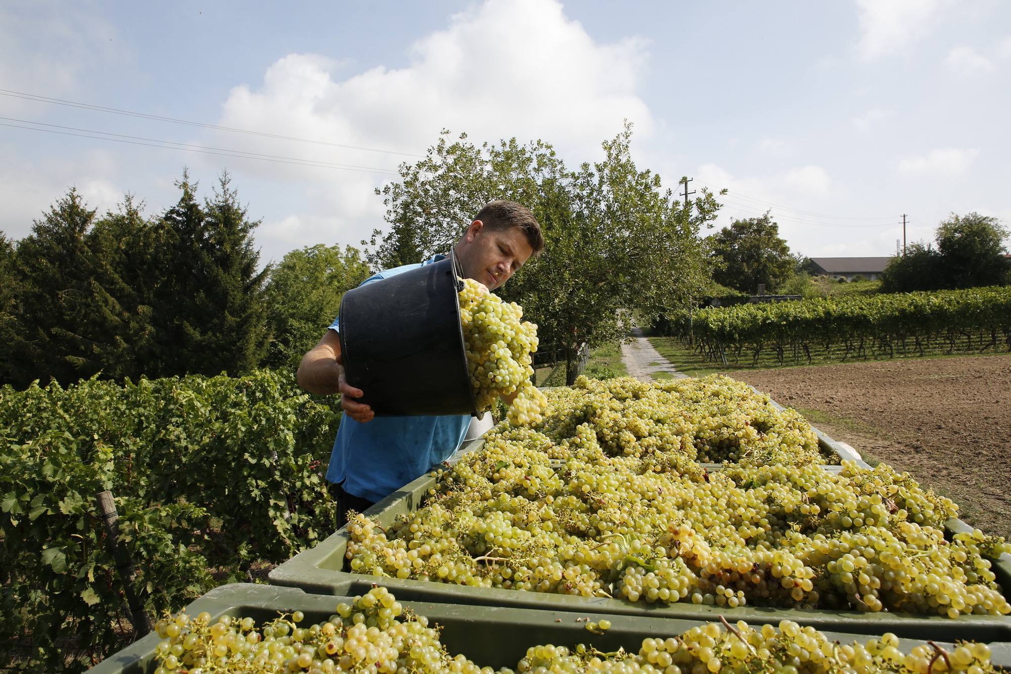 Weinlese Rund Um Wiesloch Winzer Erwarten Aussergewohnlichen