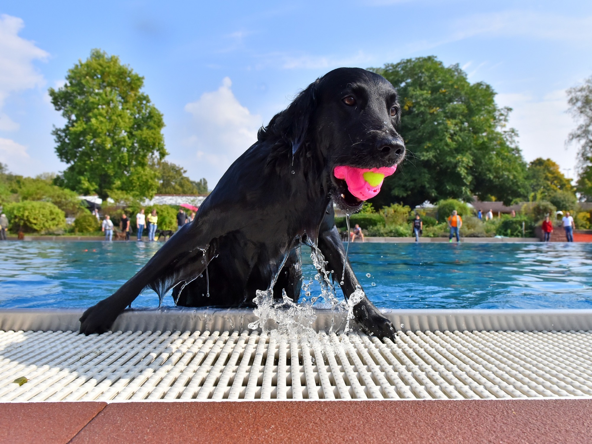 Heidelberg Im Tiergartenbad Durfen Die Hunde Planschen Nachrichten Aus Heidelberg Rnz