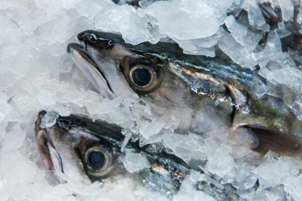 Frischer Fisch
