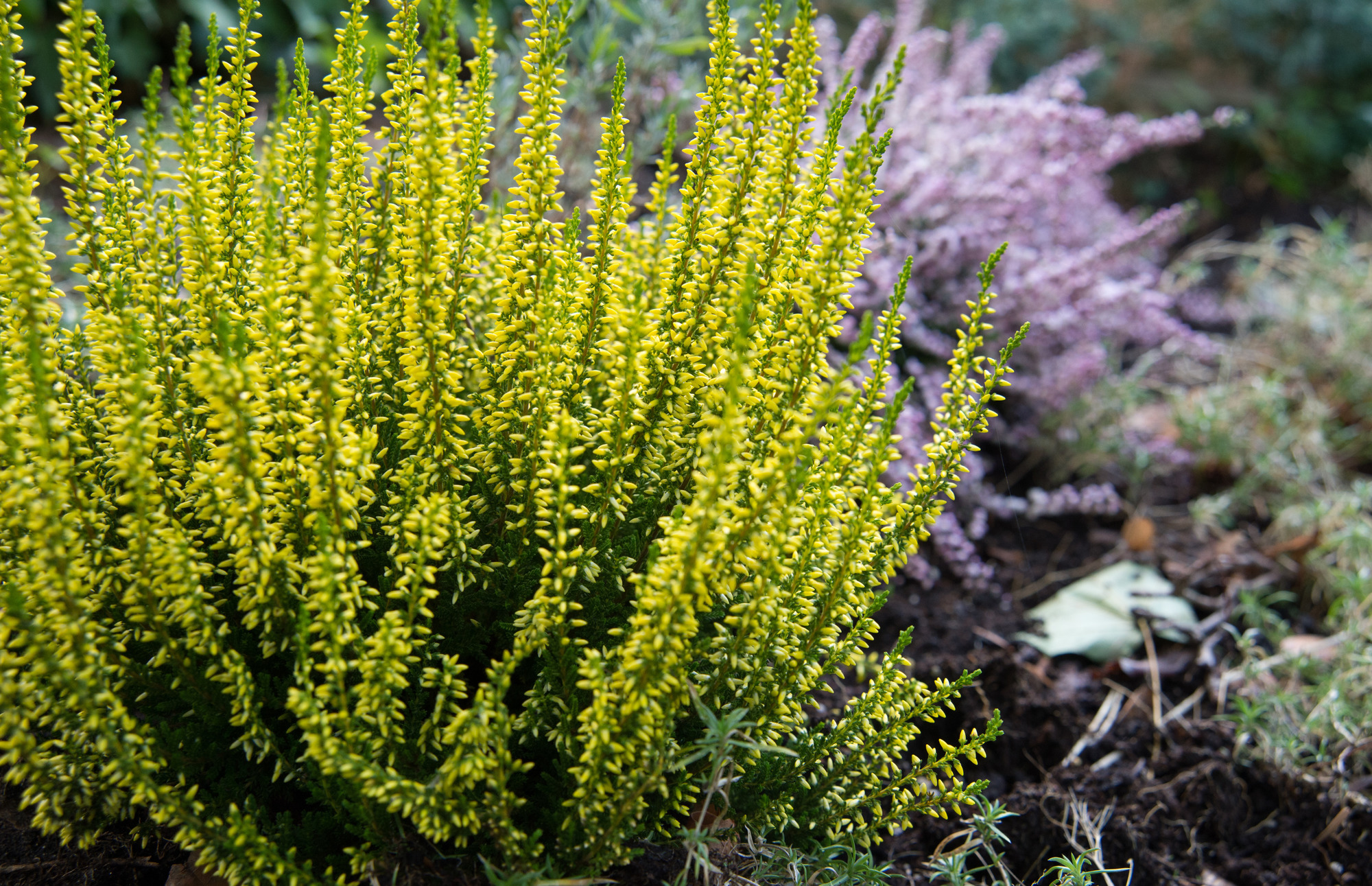Herbstpflanzen Heidekraut Ersetzt Die Sommerblumen Im Garten