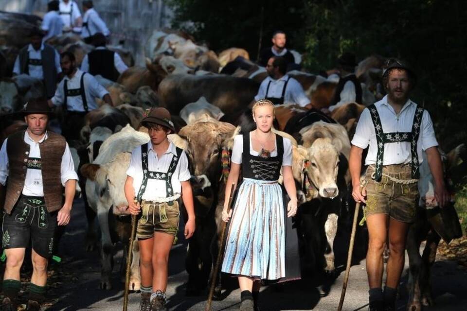 Viehscheid im Allgäu