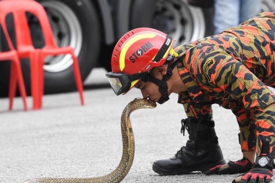 Kobra Kobra