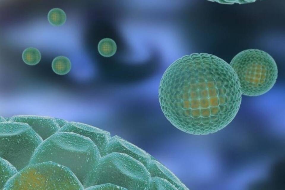 Hepatitis-C-Virus Hepatitis-C-Virus