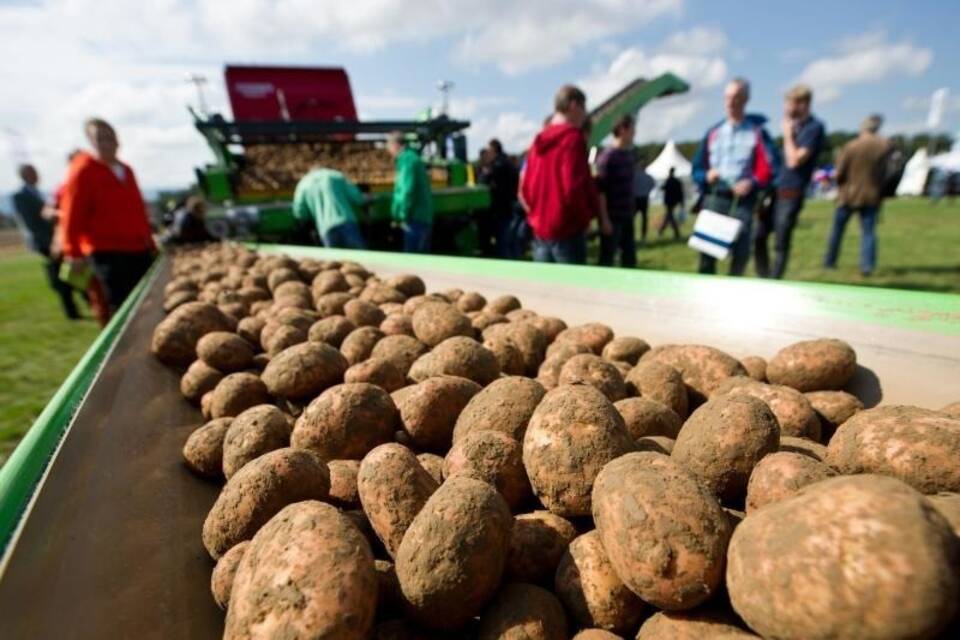 Kartoffeln Kartoffeln