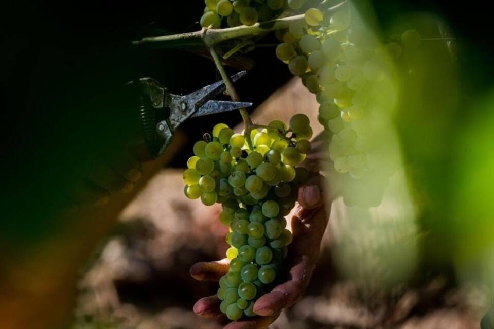 Weinlese in Rheinland-Pfalz