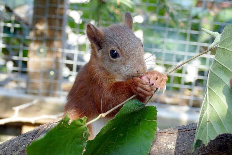 Eichhörnchen Pippilotta