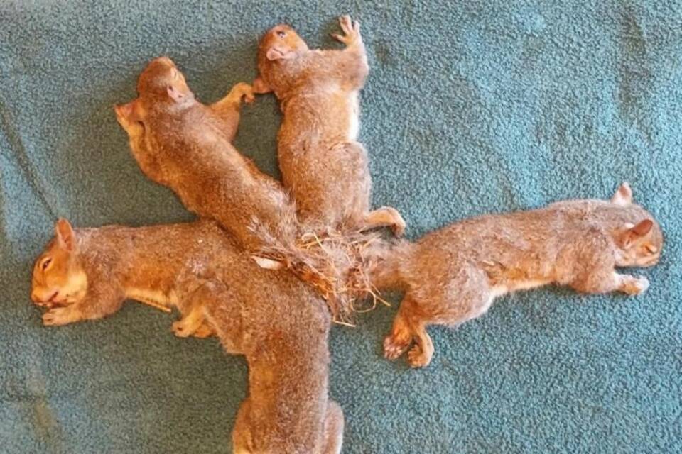 Eichhörnchenknoten