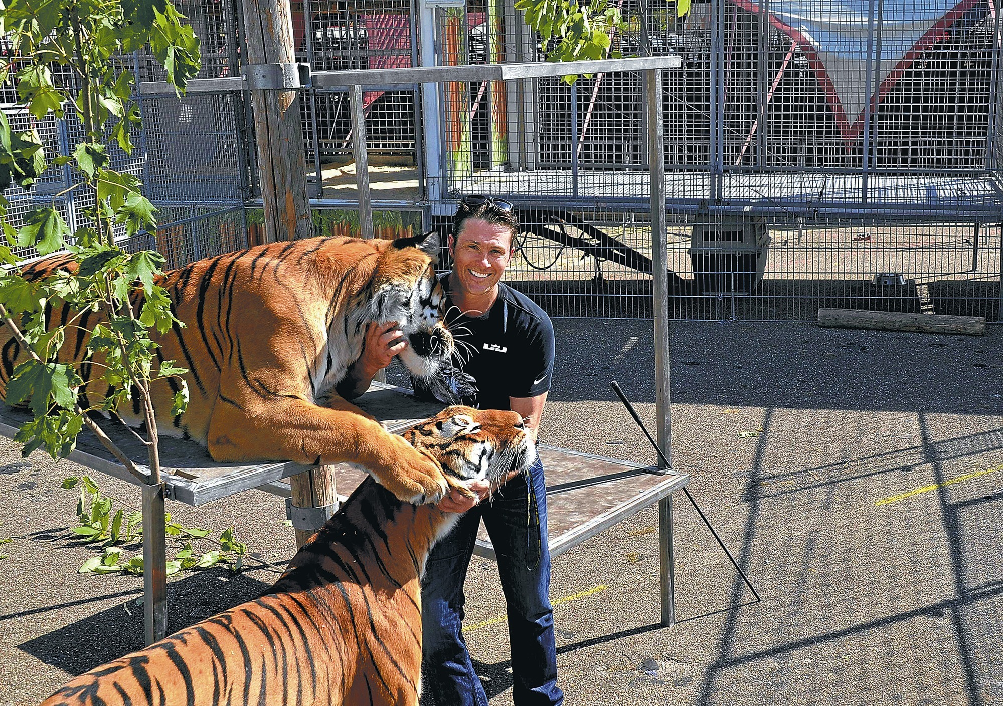 Zirkus Knie In Heidelberg Ist Das Eine Stresstournee Fur Die Tiere Nachrichten Aus Heidelberg Rnz