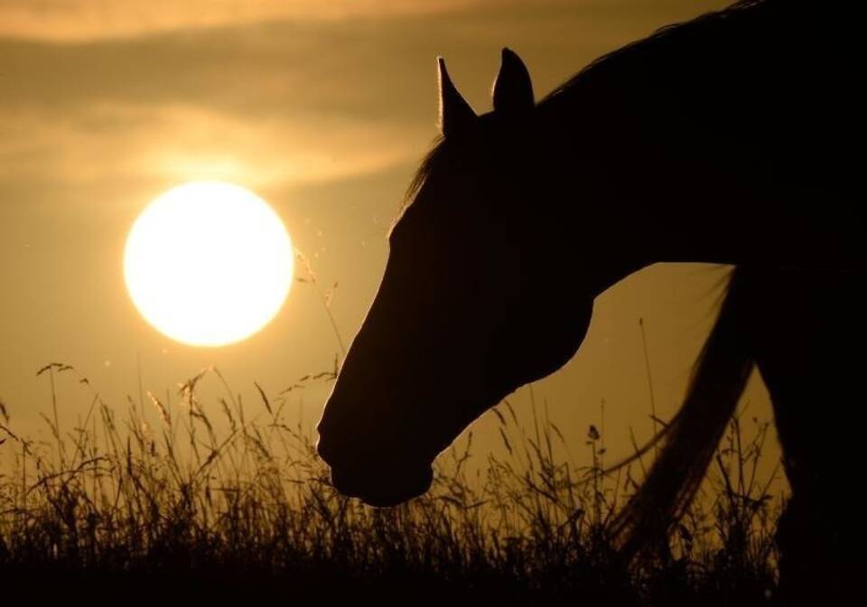 Pferd vor untergehenden Sonne Pferd vor untergehenden Sonne