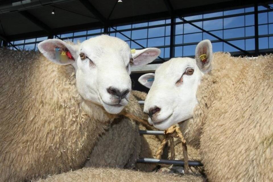 150 Texel-Schafe verschwunden