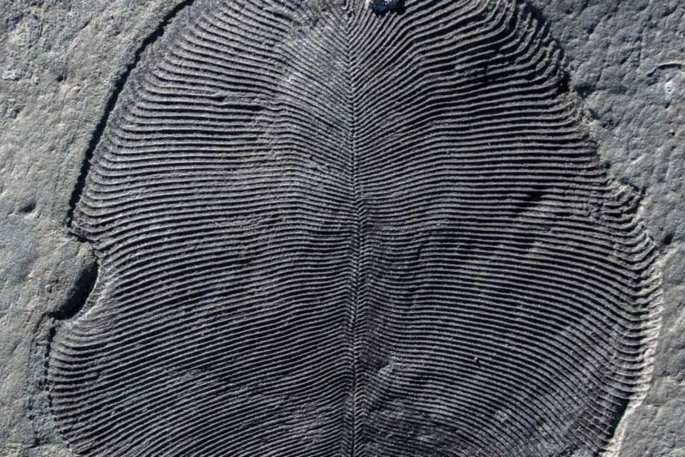 Dickinsonia-Fossil