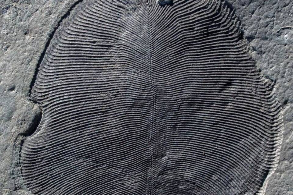 Dickinsonia-Fossil Dickinsonia-Fossil