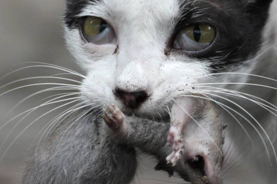 Katze jagt Ratte