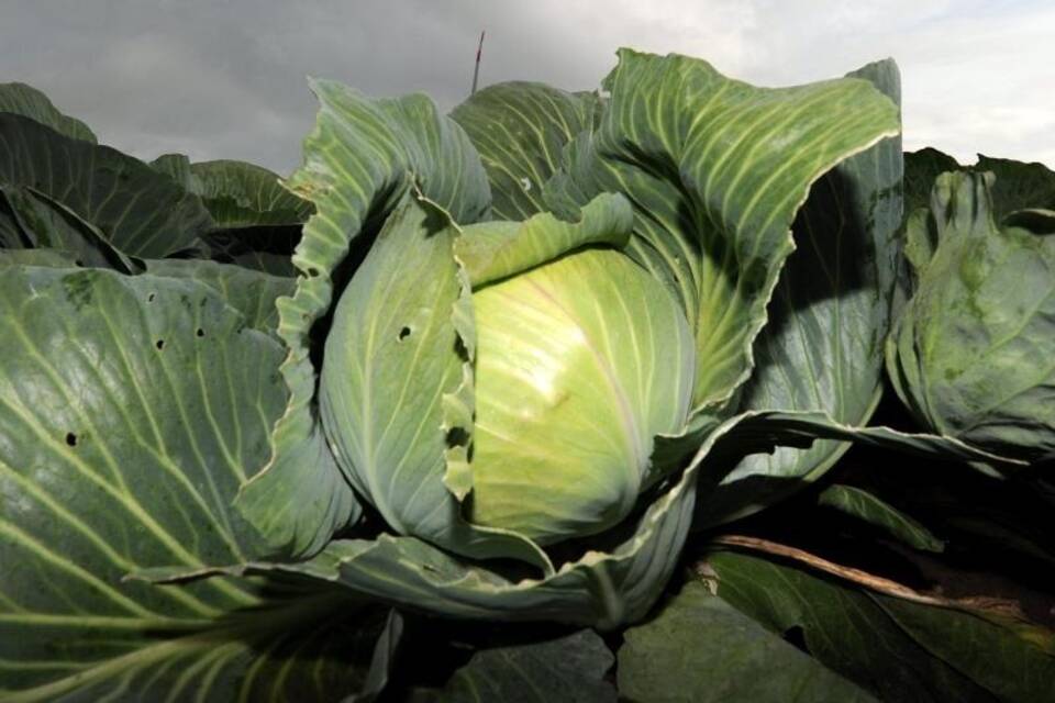 Kohl