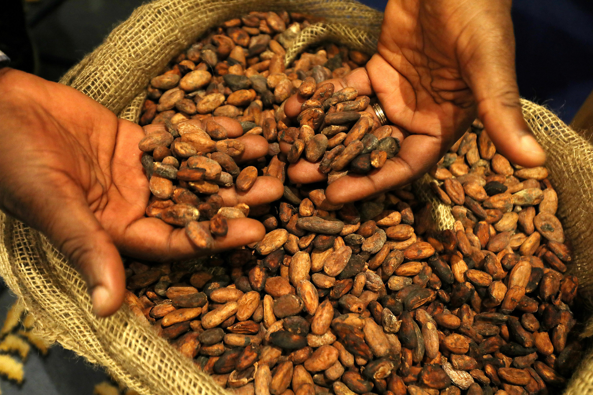 ацтеки и какао бобы. какао. мексика какао бобы. шоколад какао бобы. в мексике деньгами были какао-бобы.