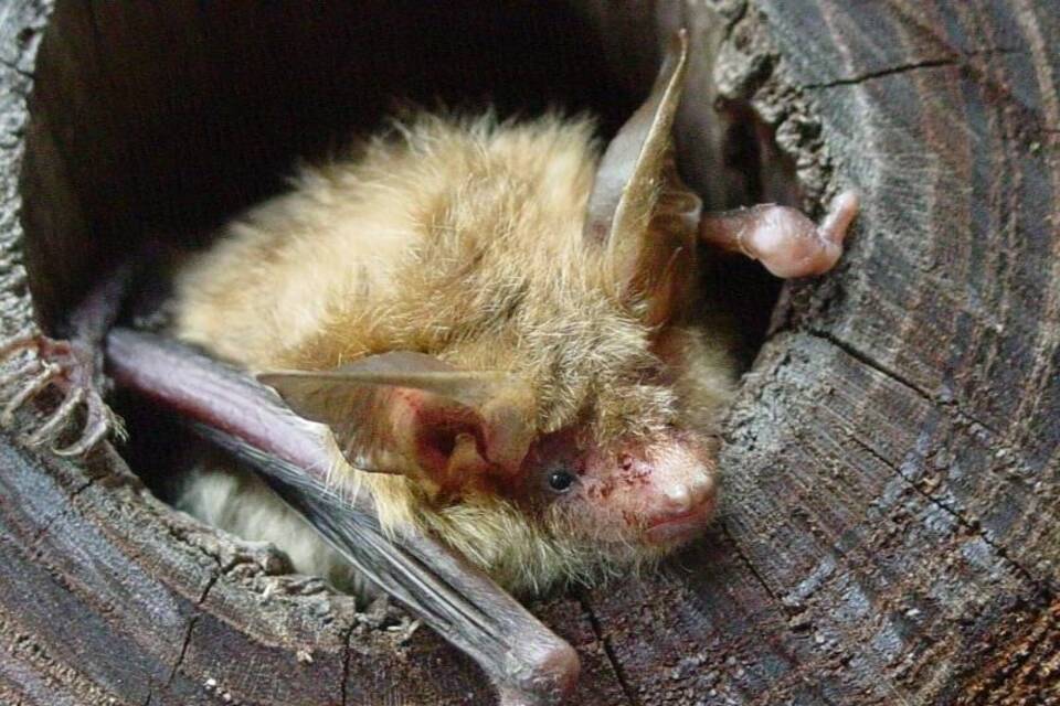 Bechsteinfledermaus