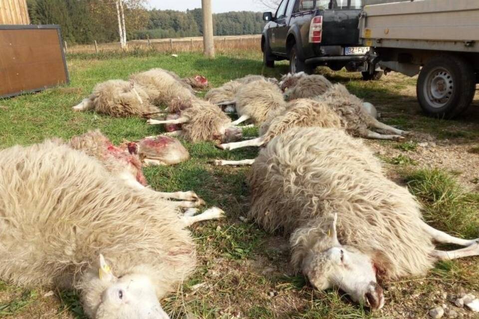 Tote Schafe in Sachsen