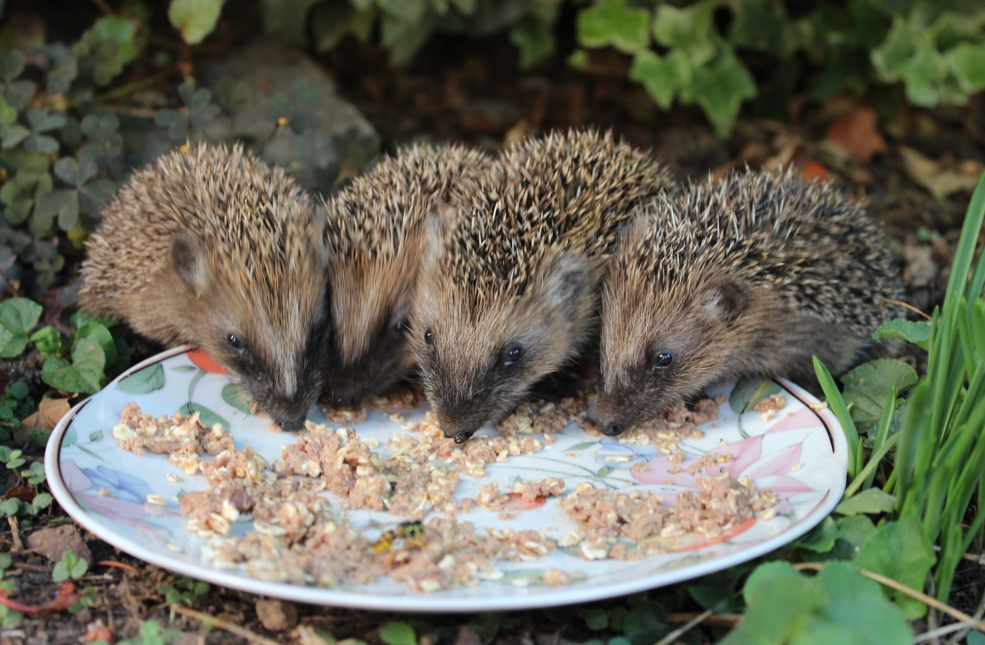 Junge Igel Im Garten Junge in Not: Weinheimerin rettete vier Igel - Bergstraße - RNZ