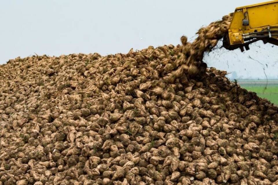 Zuckerrübenernte Zuckerrübenernte