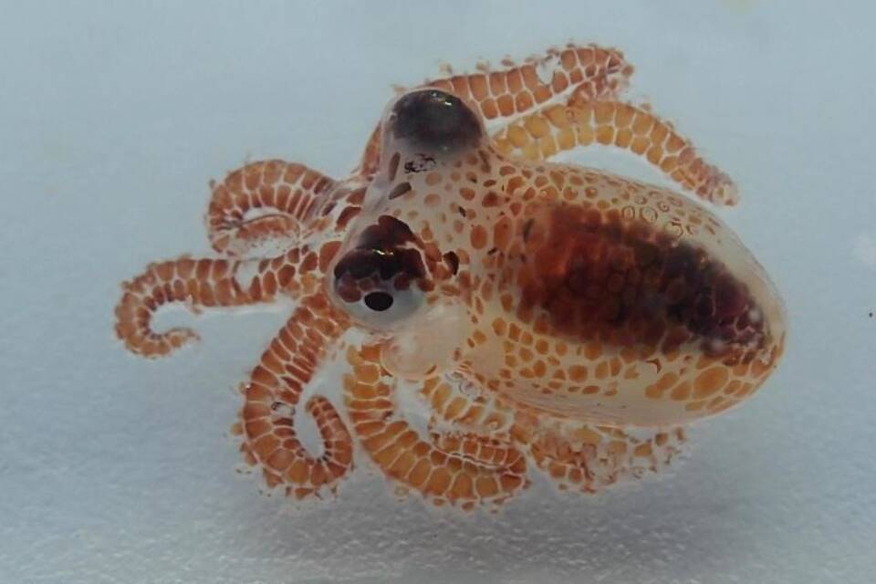 Baby-Oktopus Baby-Oktopus