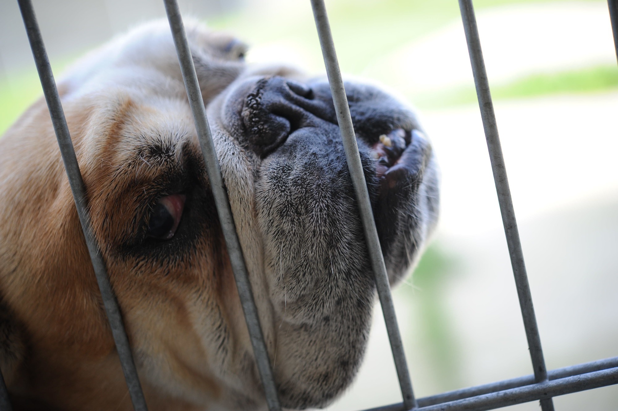 Qualzuchten Wenn Hunde und Katzen nach Luft japsen Mensch & Tier RNZ