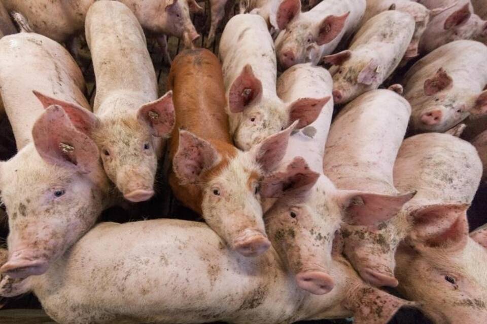 Schweinehaltung