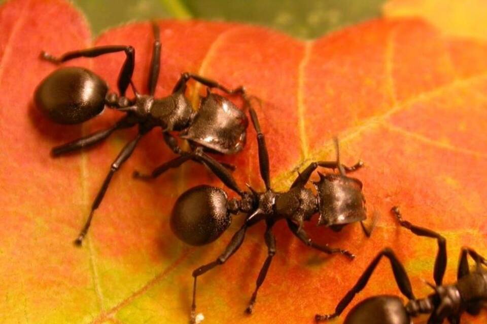 Ameisen auf Blatt