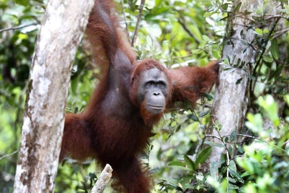Orang-Utan auf Borneo Orang-Utan auf Borneo