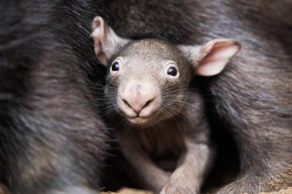 Wombat Wombat