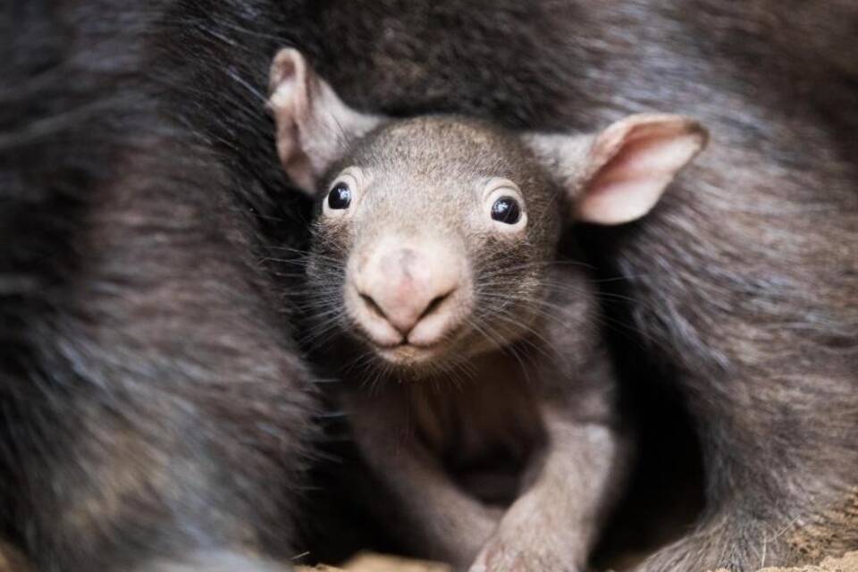 Wombat