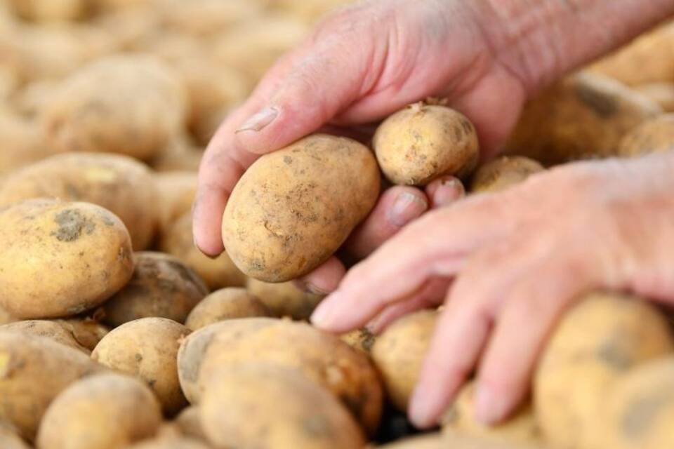 Kartoffelernte Kartoffelernte