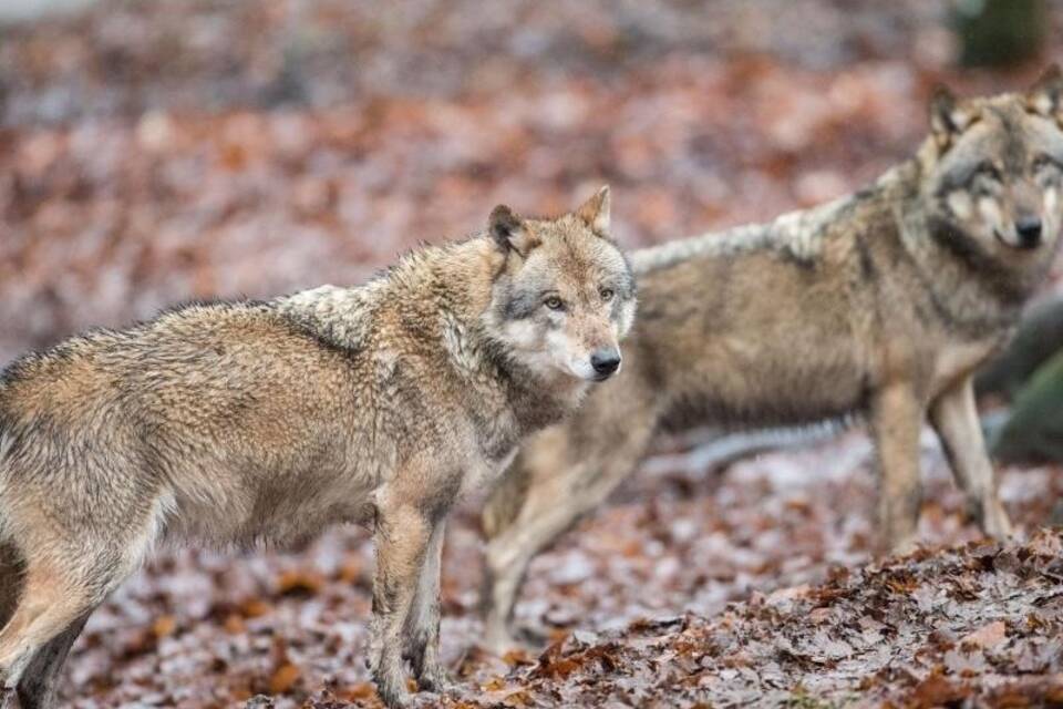 Wolf Wolf