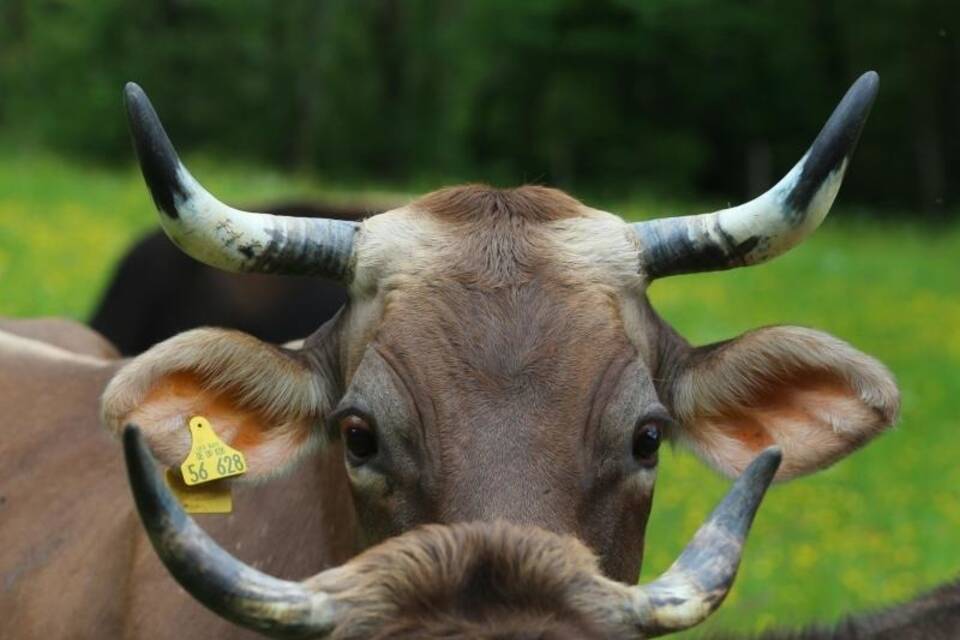 Machen Hörner Kühe glücklicher? Machen Hörner Kühe glücklicher?