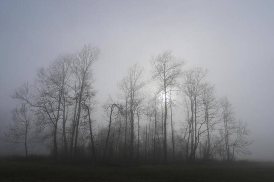 Schwanseepark im Nebel