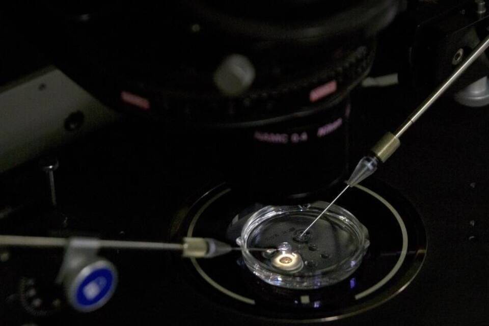 Embryo Embryo