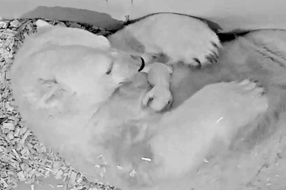 Eisbär-Nachwuchs im Tierpark Berlin