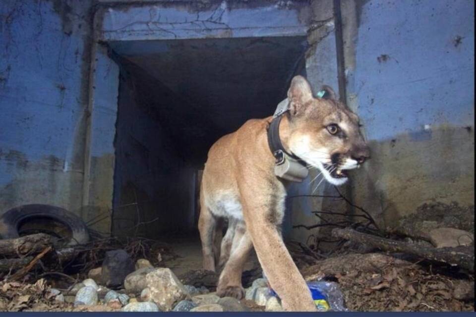 «Culvert Cat» «Culvert Cat»