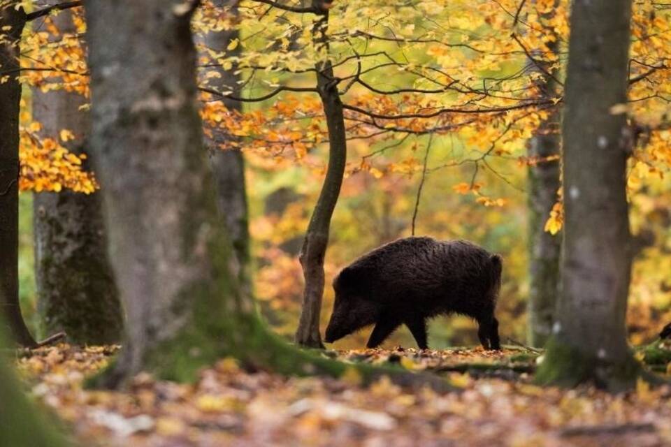 Wildschwein