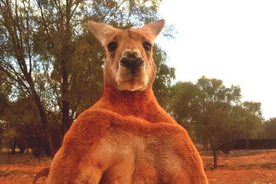 Roger das Känguru Roger das Känguru