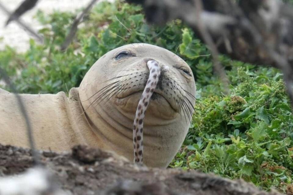Mönchsrobbe mit Aal in der Nase Mönchsrobbe mit Aal in der Nase