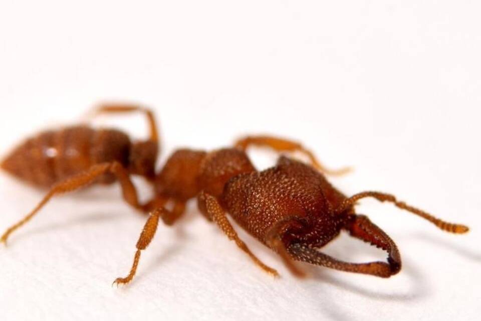 Ameisen schnappen ultraschnell