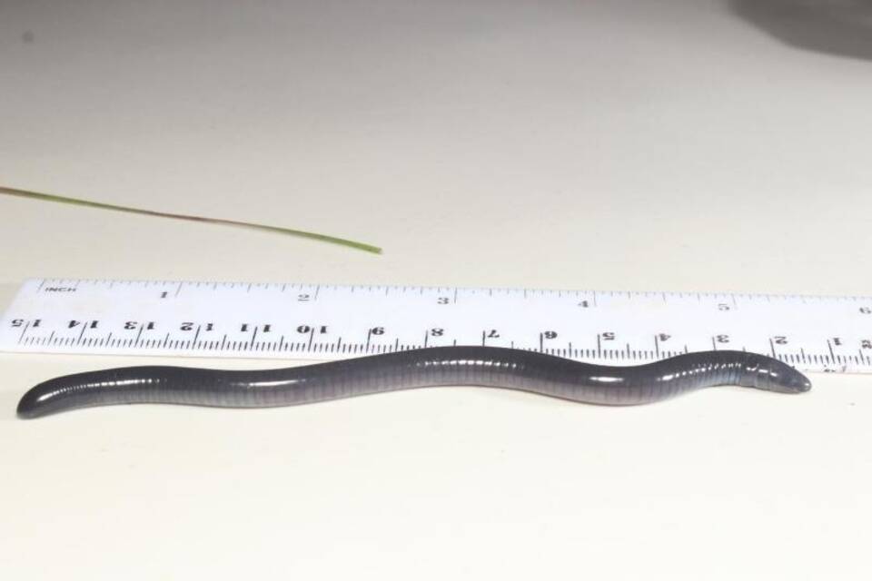 «Dermophis donaldtrumpi» - Schleichenlurch «Dermophis donaldtrumpi» - Schleichenlurch