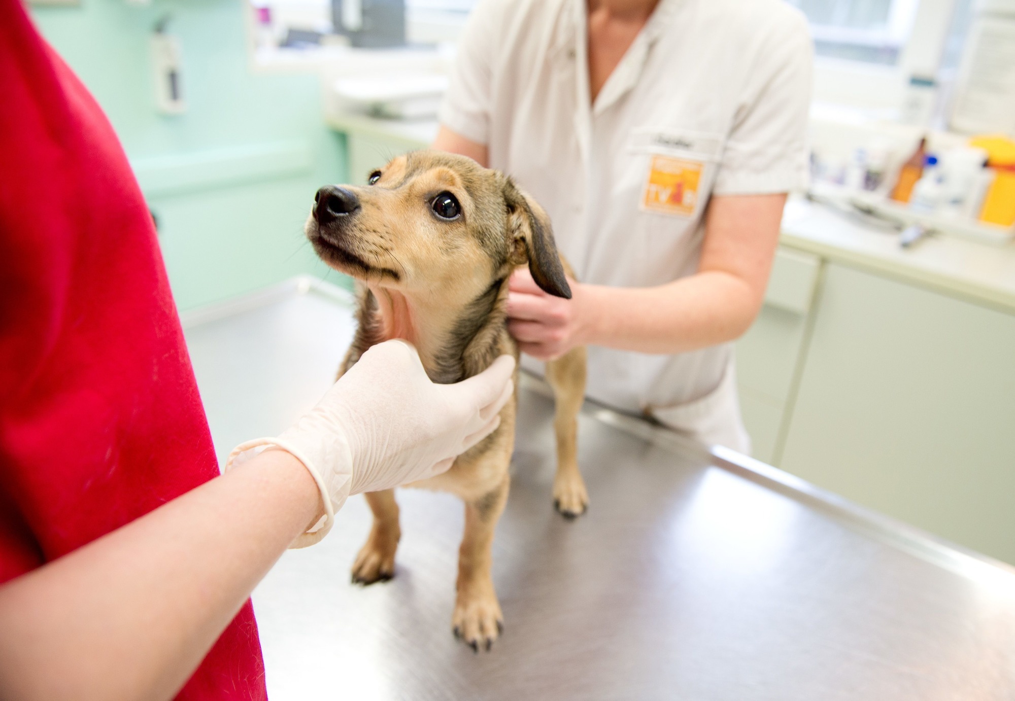 unkastrierter hund chip bietet testosteron stopp auf probe rhein neckar zeitung regionalnachrichten rnz