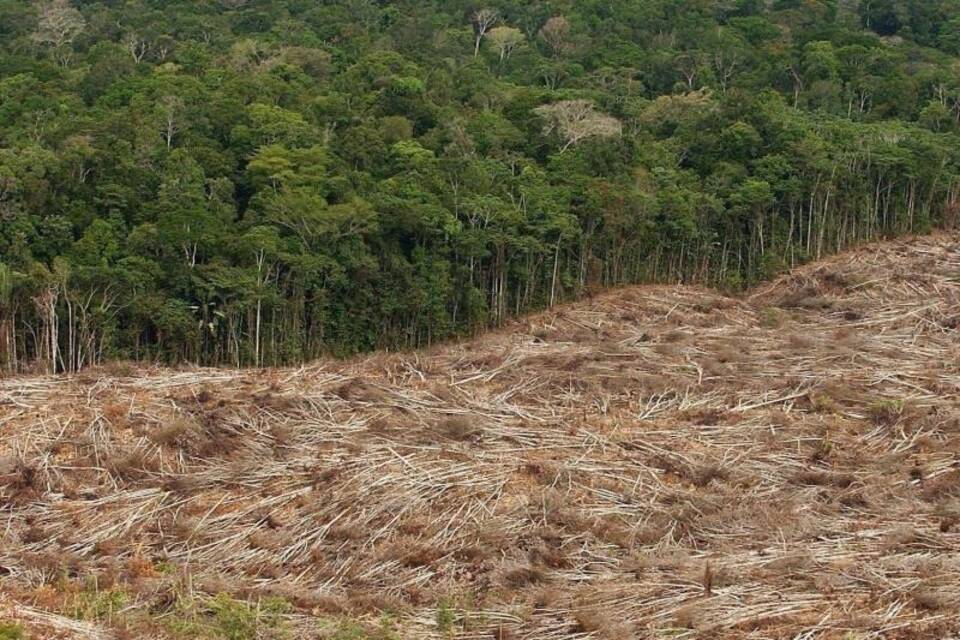 Abholzung