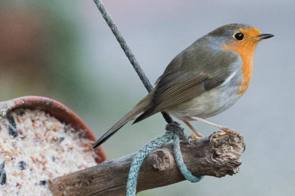 Rotkehlchen Rotkehlchen