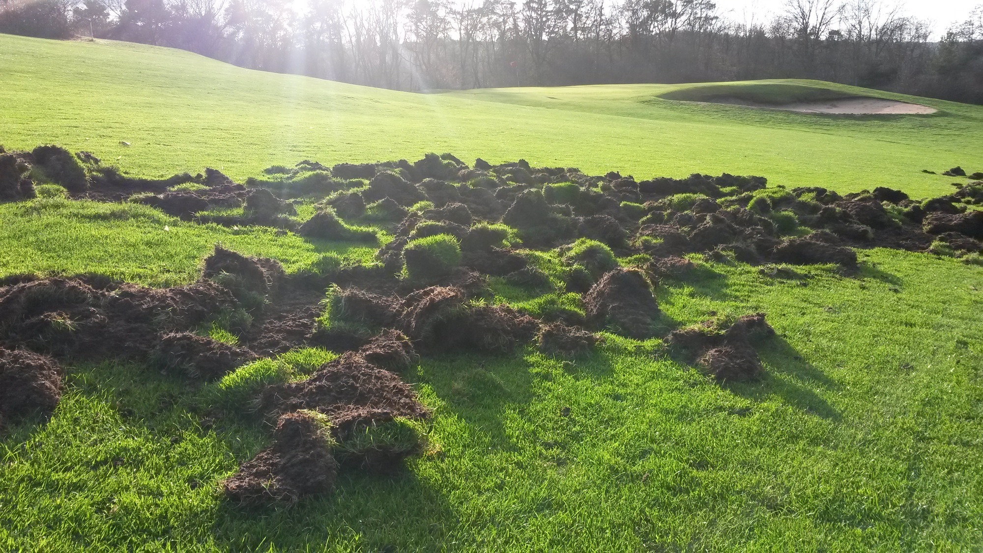 Golfclub Sinsheim Wildschweine Hinterlassen Eine Riesensauerei
