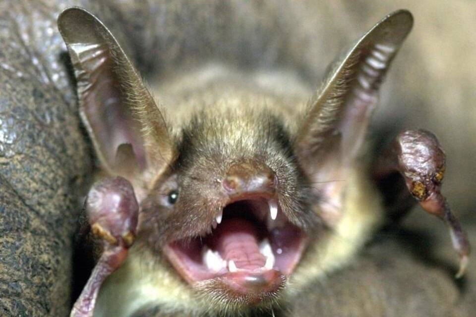 Fledermaus