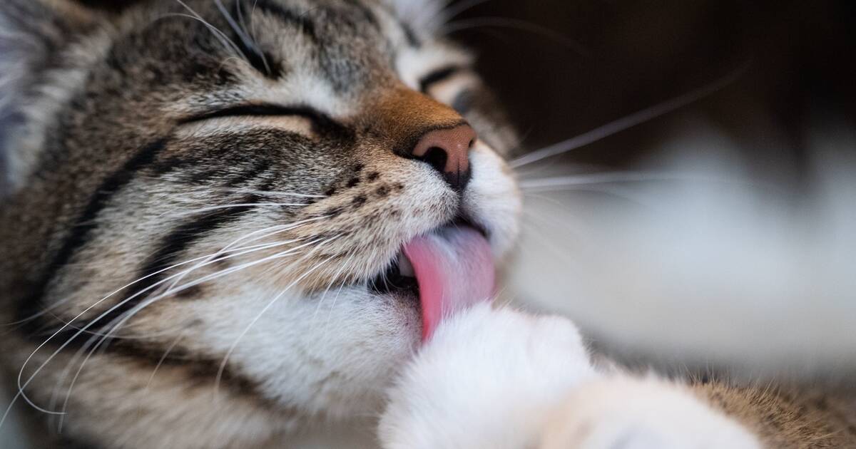 Katzen Im Schnee Samtpfoten Nicht Einfetten Rhein Neckar